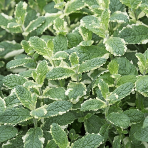 Menthe ananas