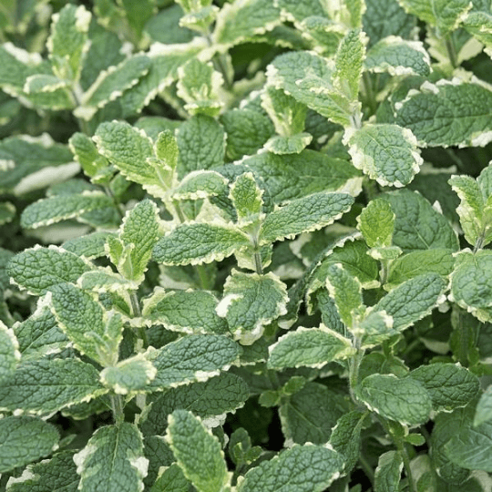 Menthe ananas