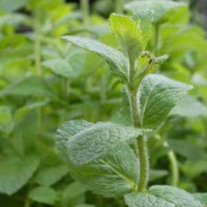 Menthe pastille