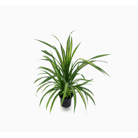 Pandanus utilis