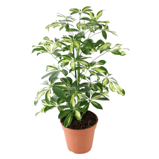 Schefflera arboricola