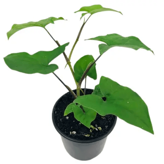 Syngonium podophyllum