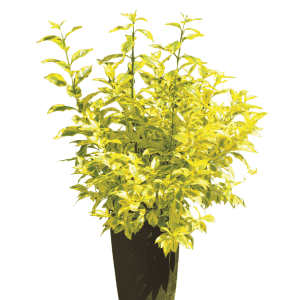 Vanillier de cayenne