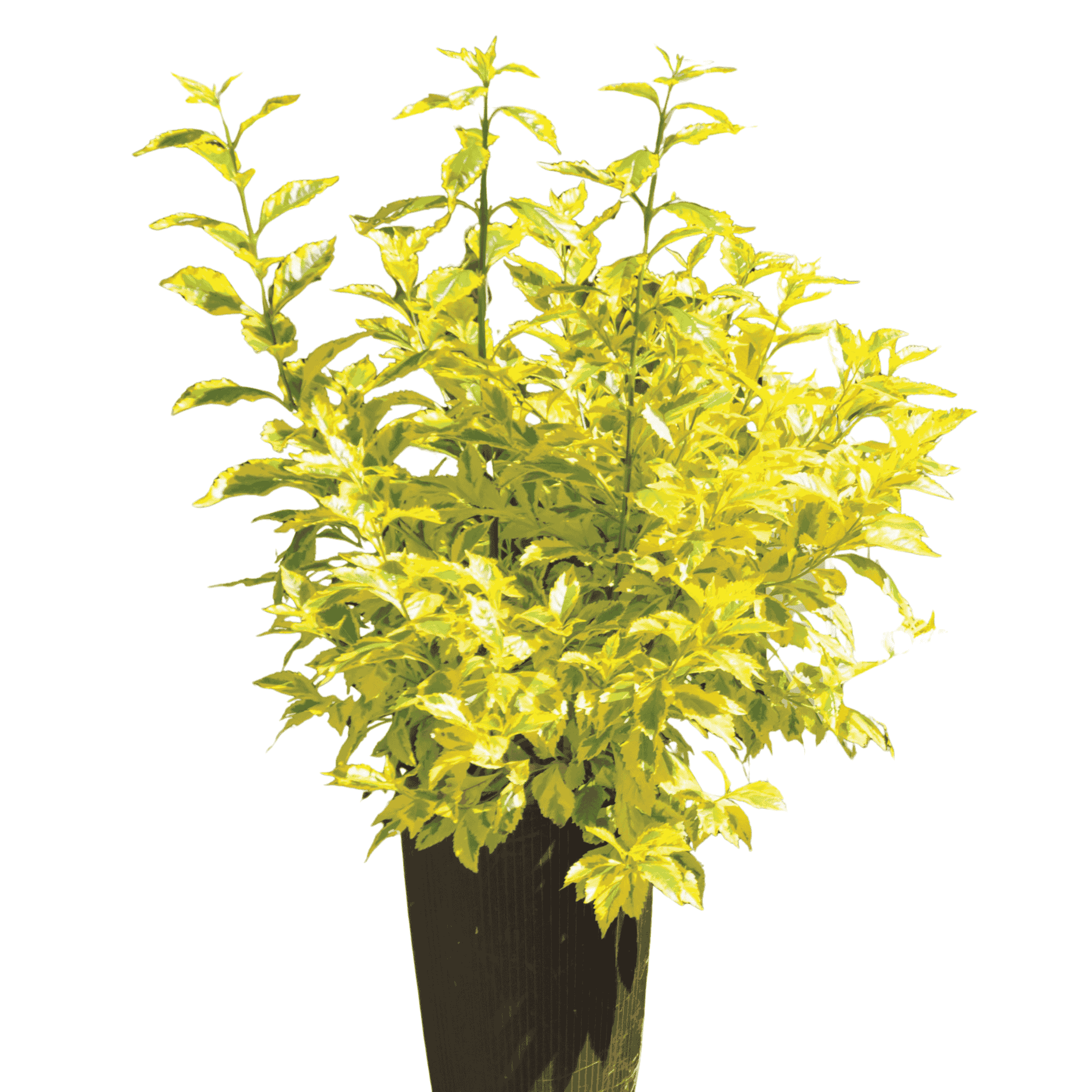 Vanillier de cayenne