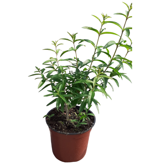 Verveine citronnelle