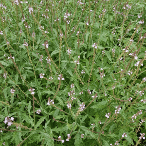Verveine officinale