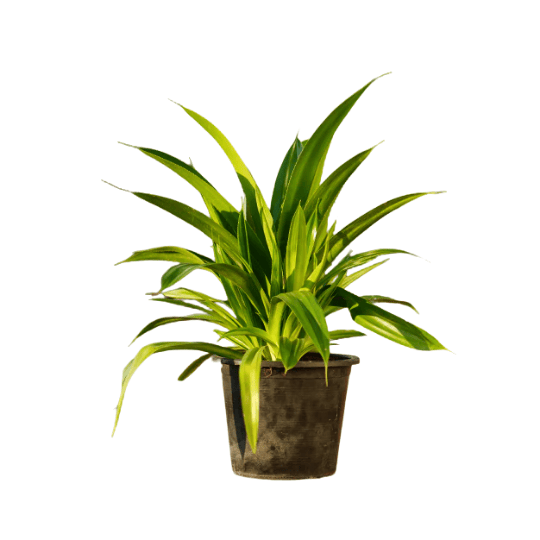 Pandanus amaryllifolius