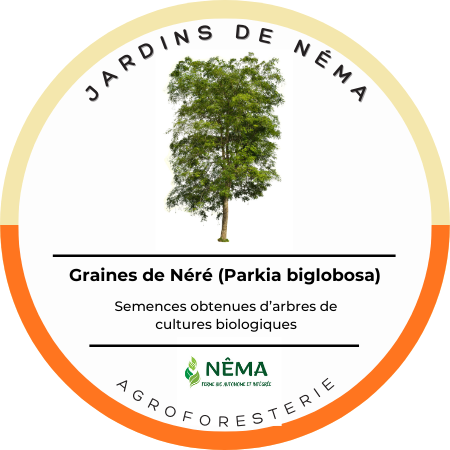 Graine de Néré
