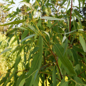 Pépinière eucalyptus
