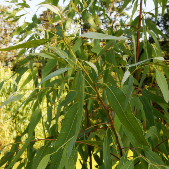 Pépinière eucalyptus