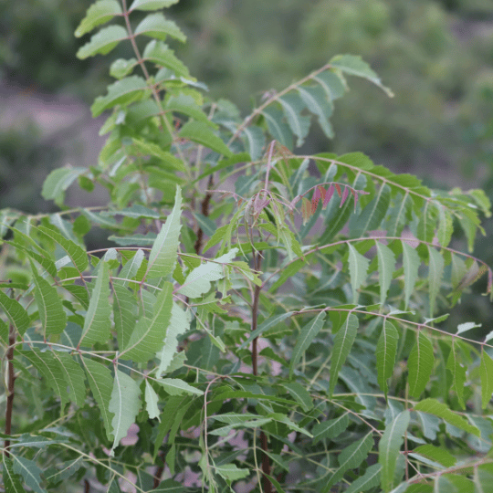 pépinière de neem