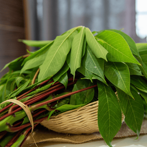 Feuille de manioc fraiches