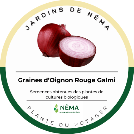 Graines d'Oignon Rouge Galmi