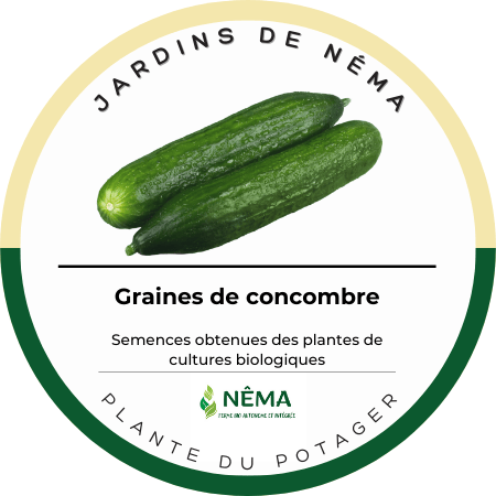 Graines de concombre