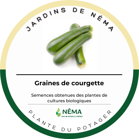 Graines de courgette