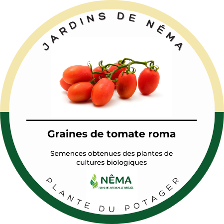 Graines de tomate roma